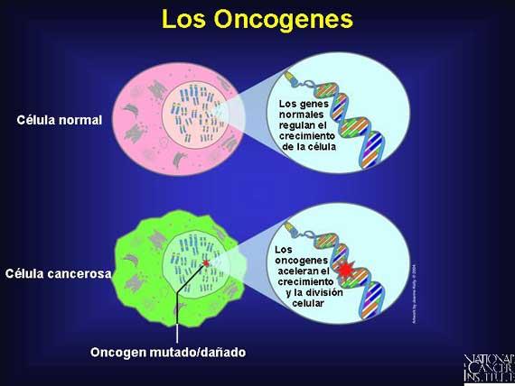 El oncogén Ras y su implicación en cáncer - Paperblog