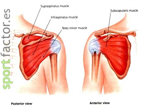 Como prevenir las lesiones de hombro