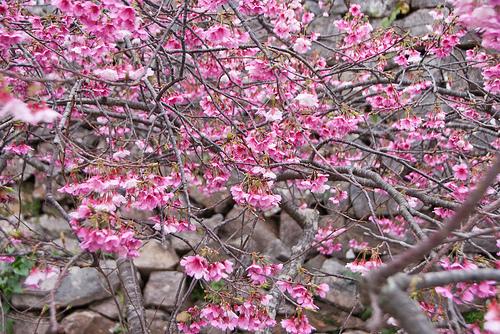 sakura Sakura en Okinawa