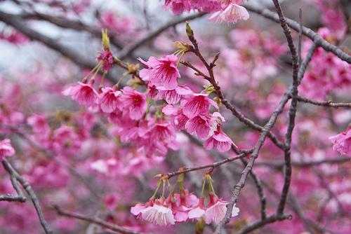 sakura en japon Sakura en Okinawa