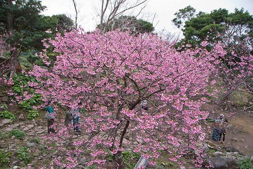 sakura okinawa Sakura en Okinawa