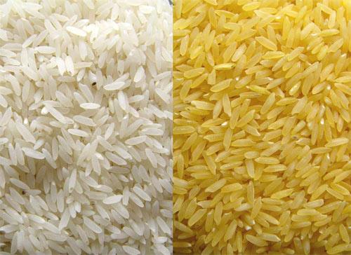 arroz dorado, arroz transgénico, alimentos transgenicos, buen alimento transgénico, golden rice