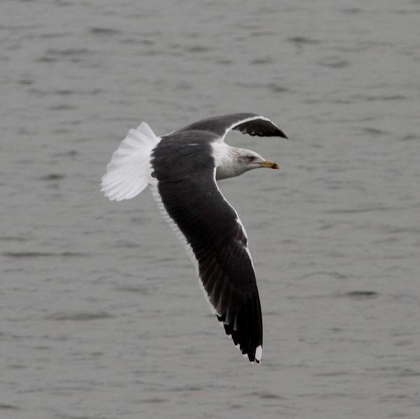 GAVIOTAS DEL NORTE DE ESPAÑA,BAHIA DE TXINGUDI/PLAIAUNDI-GULLS IN NORTHERN SPAIN, Bay of Txingudi / Plaiaundi-