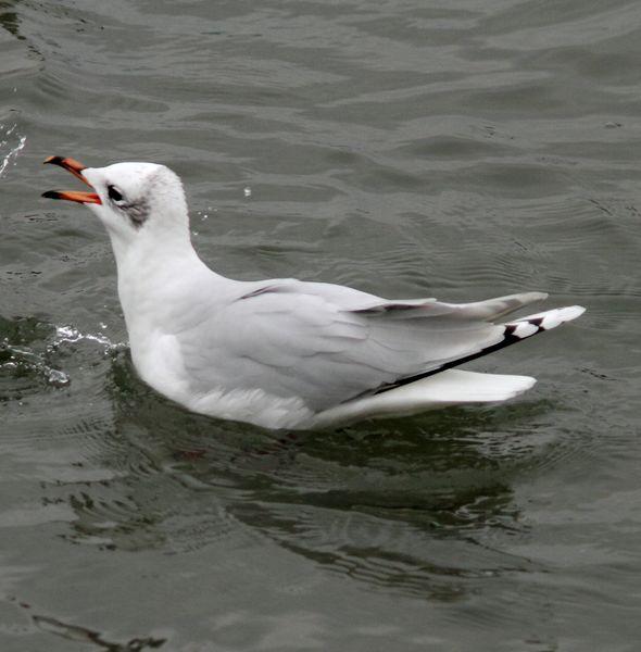 GAVIOTAS DEL NORTE DE ESPAÑA,BAHIA DE TXINGUDI/PLAIAUNDI-GULLS IN NORTHERN SPAIN, Bay of Txingudi / Plaiaundi-