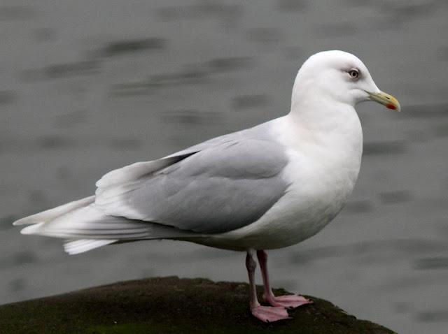 GAVIOTAS DEL NORTE DE ESPAÑA,BAHIA DE TXINGUDI/PLAIAUNDI-GULLS IN NORTHERN SPAIN, Bay of Txingudi / Plaiaundi-