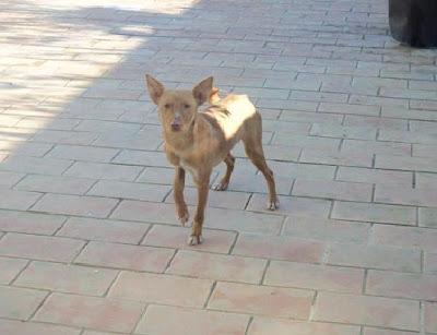 Gaspar abandonado por ser podenco. Gaspar abandonado por ser podenco.