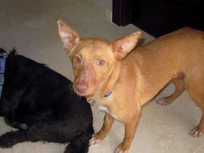 Gaspar abandonado por ser podenco. Gaspar abandonado por ser podenco.