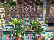 Mercado tradicional de flores y plantas de Amsterdam