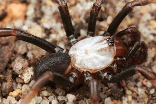 Animales extraños - Araña albina