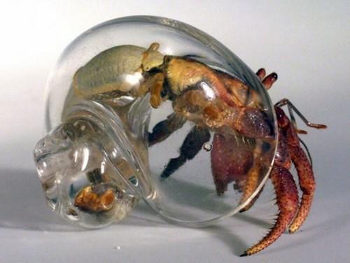 caracoles de cristal para cangrejos