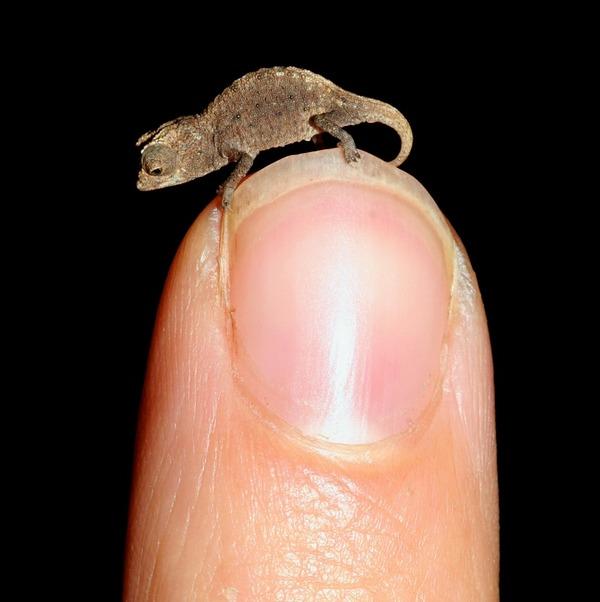 El camaleón más pequeño del mundo