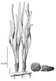 Posidonia Oceánica, Planta Acuática