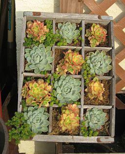 JARDINERAS IMPORVISADAS: PLANTA Y RECICLA maceta oara cactus