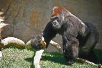 Aventureros en el Bioparc de Fuengirola Aventureros en el Bioparc de Fuengirola