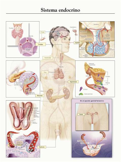 El sistema endocrino El sistema endocrino