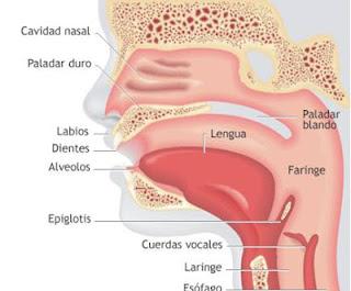 Aparato fonador Aparato fonador