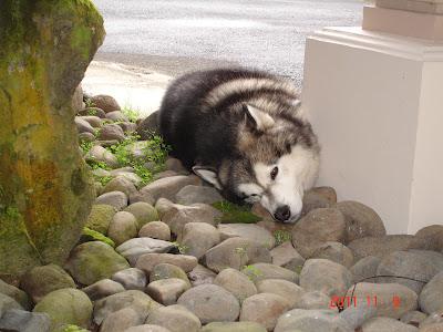 Bolitas de Mouse de patata con queso y nueces sobre cama de frijoles negros molidos con cebolla caramelizada. Bolitas de Mouse de patata con queso y nueces sobre cama de frijoles negros molidos con cebolla caramelizada.