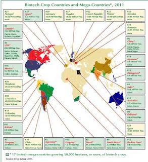 Transgénicos, cosecha del 2011 Transgénicos, cosecha del 2011