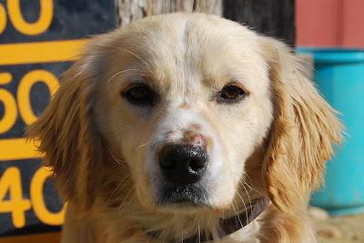 KOKE CACHORRO MACHO DE 9 MESES. (ALMERIA)