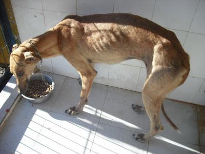 ¡SOS! EMERGENCIA GALGOS EN PERRERA JEREZ GESSER PELIGRO y uno pata rota sacrifican.