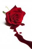 Bloodlines - Richelle Mead Bloodlines - Richelle Mead