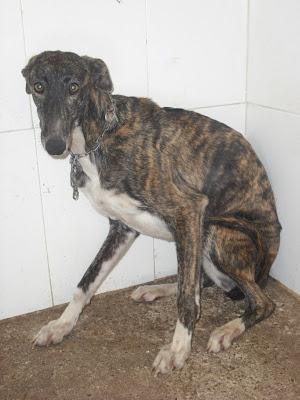 ¡¡ SOS!! 6 GALGOS PERRERA SACRIFICAN ESTA SEMANA VIERNES. (JEREZ)