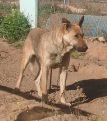 FURIA, preciosa perra jovencita, cruce pastor alemán, en adopción urgente. (Córdoba)