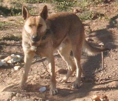 FURIA, preciosa perra jovencita, cruce pastor alemán, en adopción urgente. (Córdoba)