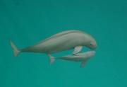 wwf8-vaquita Lista de las 10 especies en peligro de extinción en 2012