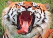 wwf4-tigre Lista de las 10 especies en peligro de extinción en 2012