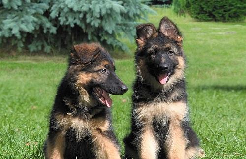 cachorros pastor aleman perros pastor aleman