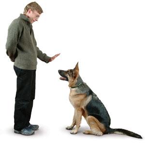 Como enseñar a un perro