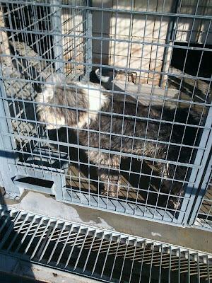 BOBTAIL HEMBRA MUY TRISTE EN LA PERRERA DE CORDOBA,URGE AYUDA PARA ELLA. BOBTAIL HEMBRA MUY TRISTE EN LA PERRERA DE CORDOBA,URGE AYUDA PARA ELLA.
