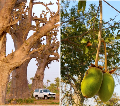 AFRICA- El Baobab, el 