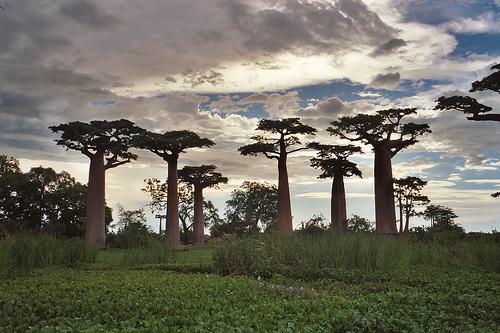 AFRICA- El Baobab, el 