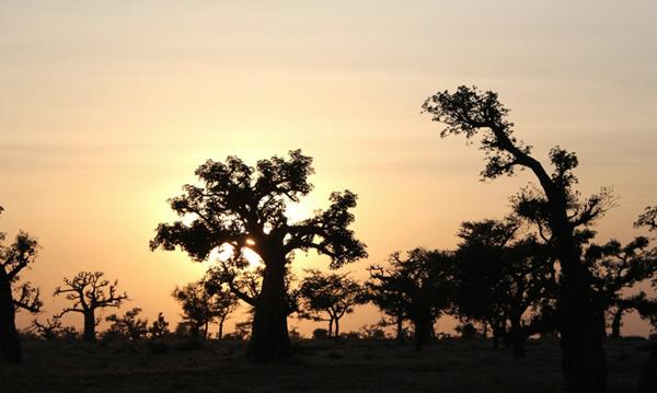 AFRICA- El Baobab, el 