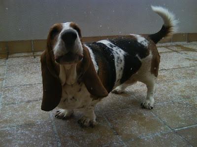 El triste cuento de Jara, Basset Hound de 7 años. Arca Noé Córdoba.