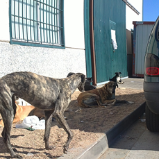 SOS, Urgente galga, se ha escapado justo antes de ser llevada a residencia!!! (Sevilla)