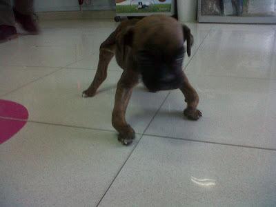 Dream, cachorro boxer de 2 meses - Arca noé Córdoba.