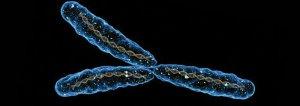 El futuro del cromosoma Y