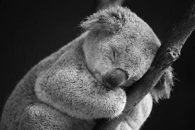 LA ERA DEL KOALA LA ERA DEL KOALA