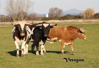 Hacia un monoencaste de aficionados Hacia un monoencaste de aficionados