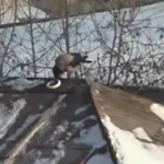 cuervo Cuervo snowboardea en el techo (VIDEO)