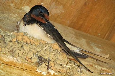 Las primeras golondrinas Las primeras golondrinas