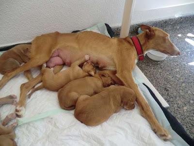 CALA, podenquita de un año, y sus cachorros, en adopción. (Murcia)