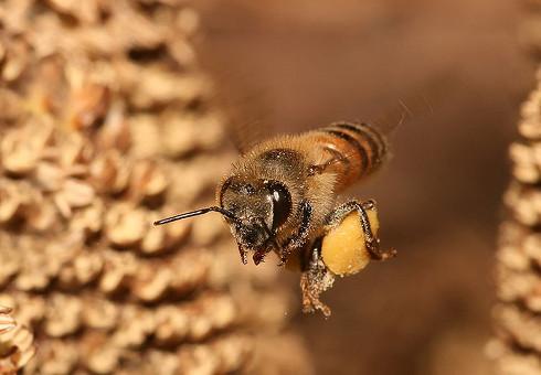 Una abeja vuelve a su colmena tras recolectar polen