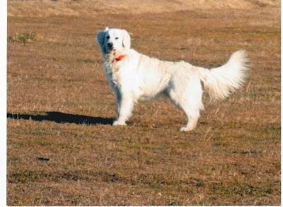 GOLDEN RETRIEVER DE UN AÑITO EN ADOPCIÓN. (VIZCAYA)