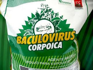 Biotecnología, OGM en el medioambiente y deportes de invierno Biotecnología, OGM en el medioambiente y deportes de invierno