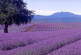 Francia-Receta Express-Crema facial de lavanda para pieles mixtas