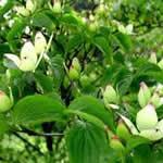 fotos Cornejo - plantas medicinales fotos Cornejo - plantas medicinales